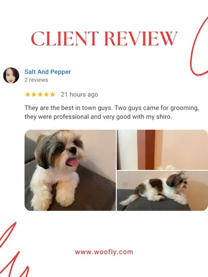 Being called the "best in town" is a huge honor. I'm thrilled that Shiro's owner was happy with the professional and gentle grooming I provided.