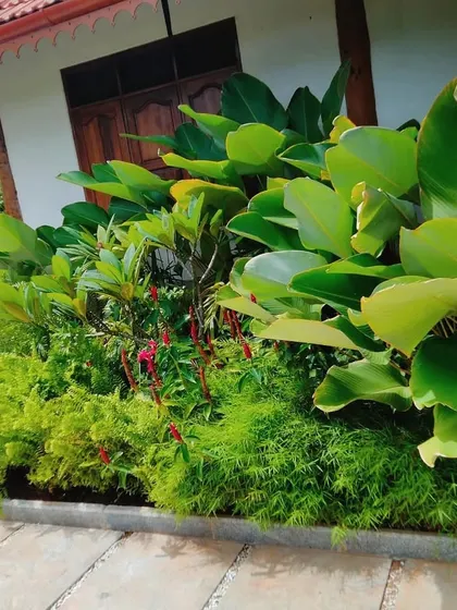 We turned this small patch of land next to a house into a dense tropical garden. By layering plants with large leaves like Calathea and smaller ferns, we created a lush, low-maintenance paradise that adds life and color to the home's exterior.