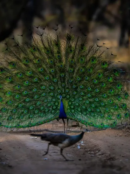 The peacock's courtship dance is one of nature's greatest displays. Here, a male shows off his magnificent train of feathers to a seemingly unimpressed peahen. This photograph tells a complete story of behavior, beauty, and the timeless rituals of the animal kingdom.