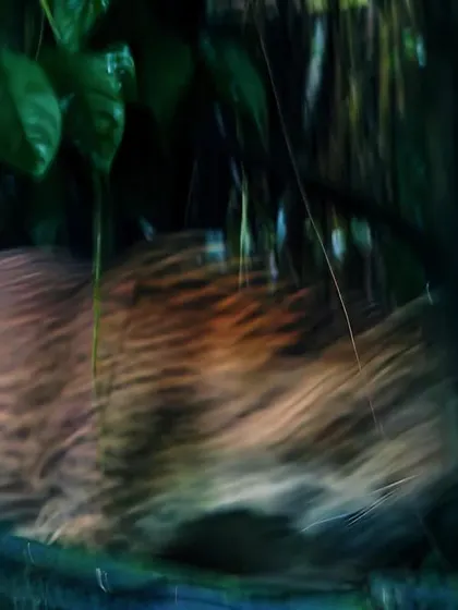 The motion-blurred form of a leopard moving through the forest undergrowth. Such fleeting, mysterious sights enthrall me more than any crystal-clear portrait, as they convey the true spirit of the 'ghost who walks'.