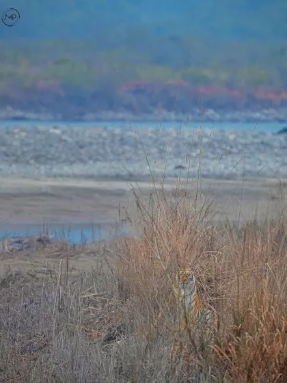 A master of camouflage. A tiger peeks through tall, dry grass in Jim Corbett National Park, a challenging but rewarding sighting that shows how well they blend into their environment.
