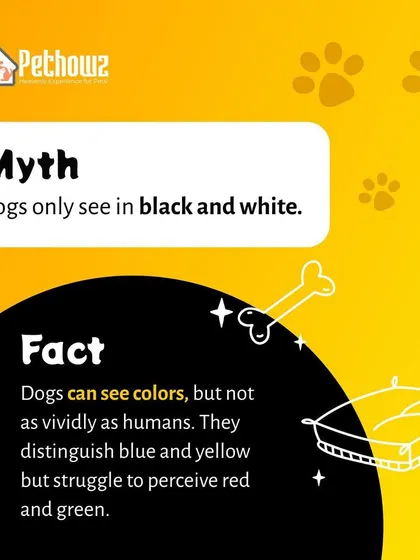 Contrary to popular belief, dogs do not see only in black and white. We bust this myth by explaining that dogs can distinguish blue and yellow colors, though they struggle with reds and greens.