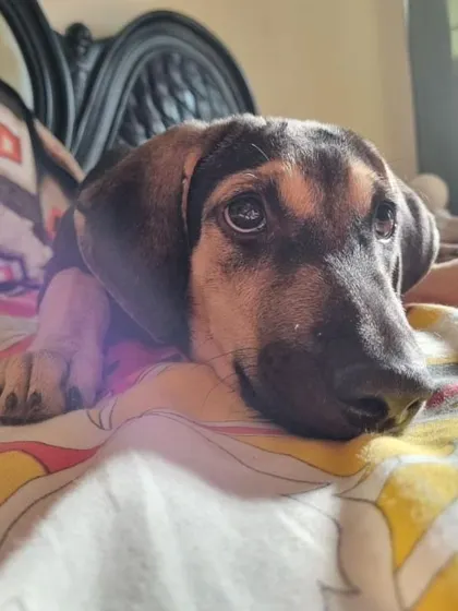 Nova resting on a bed, enjoying the morning sun. She is looking for a comfortable and loving forever home.