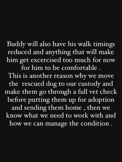 An update on Buddy's care plan. We conduct full vet checks on all our rescues to understand their needs. For Buddy, this means managing his exercise and diet to keep him comfortable.