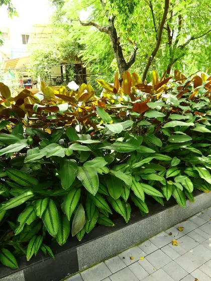 A different view of the Calathea hedge, showing how it creates a solid, structural mass of green along a public walkway.