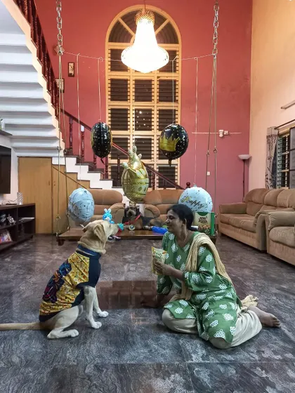 Joy the Labrador celebrating his birthday in our home-like environment. Dressed in his party sweater and surrounded by balloons, he is seen patiently waiting for his treat, showing the gentle temperament we nurture.