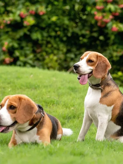 Two beagle buddies, one sitting and one lying down, enjoying a relaxing day together in their backyard.