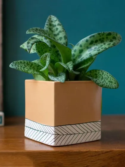 Styled against a rich blue wall, the warm tones and geometric pattern of the Marley ceramic planter create a beautiful and eye-catching contrast.