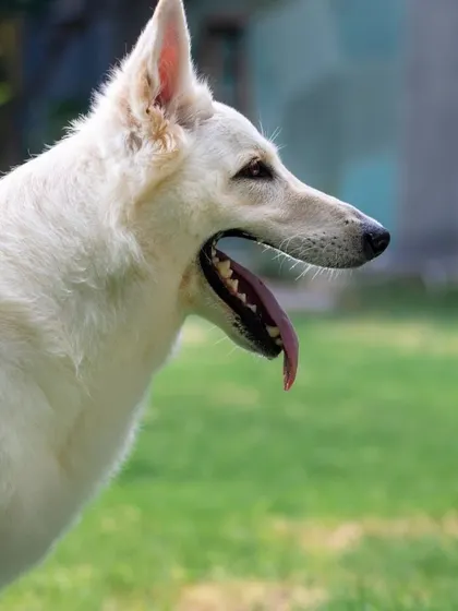 A side profile of a stunning White Swiss Shepherd, with its long tongue out after a good run in the park.