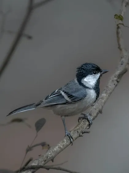 A Cinereous Tit, a small and active bird, photographed against a dark background.