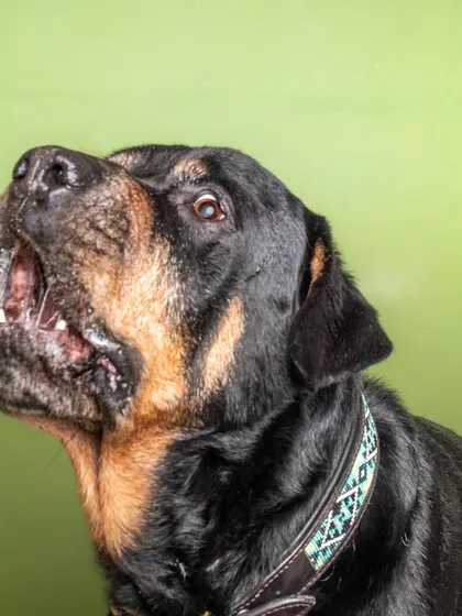 An action shot of Jag catching a treat. This was a spontaneous addition to his home shoot, using a painted wall as a makeshift studio backdrop.