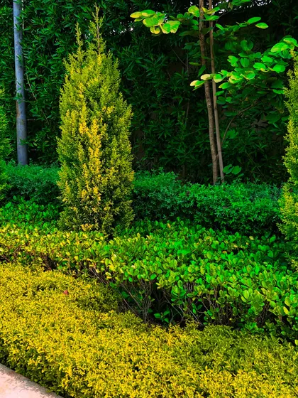 A close-up of the varied foliage used in the garden beds. I combine different plant forms and colors, like the yellow-green shrubs and upright conifers, to create a rich tapestry of textures.