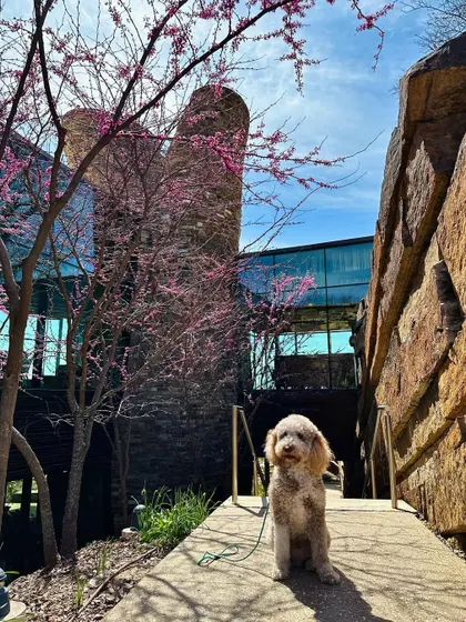 A beautiful poodle enjoying the scenery at The Gathering Place during one of our evening pack walks. We try to schedule walks when the weather is just right for the dogs.