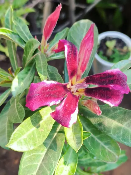 We have beautiful Adenium bonsai material available, like this one with unique, star-shaped dark red flowers. Perfect for starting your own bonsai project.