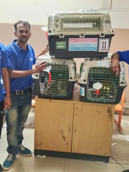Our team in Pune preparing Simba, Leo, and Kittu for their flight to Luxembourg. We handle all the logistics, using airline-approved crates and ensuring every detail is checked for a smooth international pet relocation.