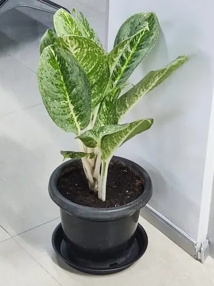 A Dieffenbachia (Dumb Cane) plant, chosen for its large, patterned leaves that add a tropical feel to indoor spaces.