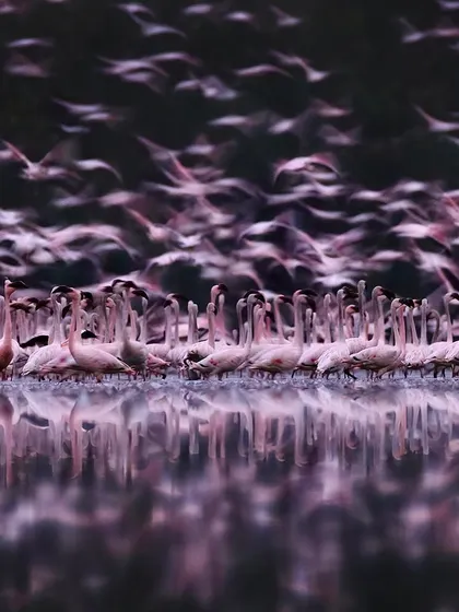 An abstract, artistic impression of lesser flamingos in flight during twilight. By using motion blur, I aim to capture the feeling of movement and the mystical quality of the moment, transforming a photograph into a piece of fine art.