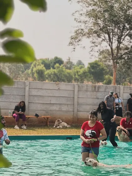 The pool is the best place to be on a sunny day, filled with happy dogs and their equally happy owners.