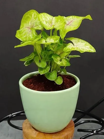 A delicate Syngonium plant in a pastel green ceramic pot. Its compact size makes it an ideal desk companion or a small token of appreciation.