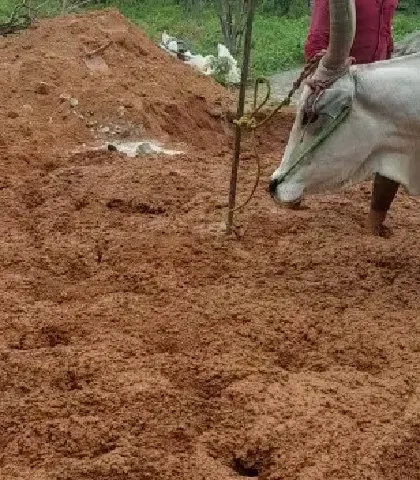 The process is as important as the result. Here, we are preparing cob, a mix of soil, sand, and straw, using the traditional method of cattle treading. This age-old technique creates a strong, durable, and completely natural building material, connecting the home directly to the land it stands on.
