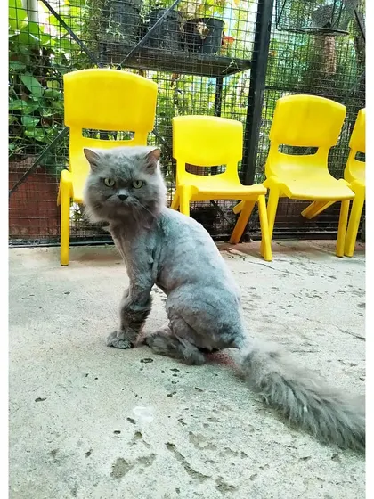 This cat is showing off a fresh "lion cut" haircut. While we don't offer grooming services, we can accommodate cats with specific coat needs to keep them comfortable.