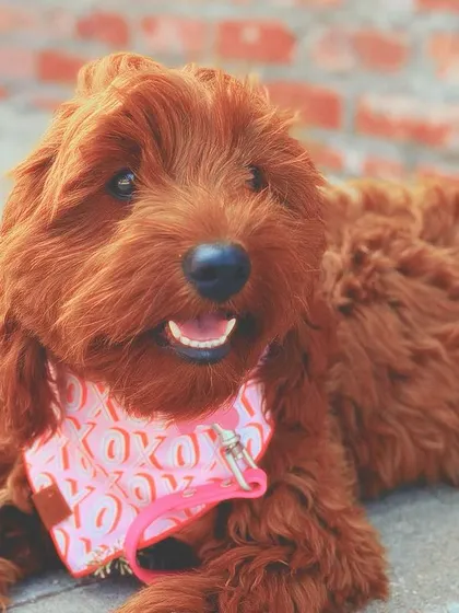 Meet Honey, a sweet Cockapoo who just finished our 3-week Bootcamp. Her family wanted to start off on the right foot, and now she has a great foundation for a lifetime of success.