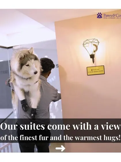 Our suites come with a view of the finest fur and the warmest hugs. A handler carries a happy husky guest, showing our commitment to hands-on care.
