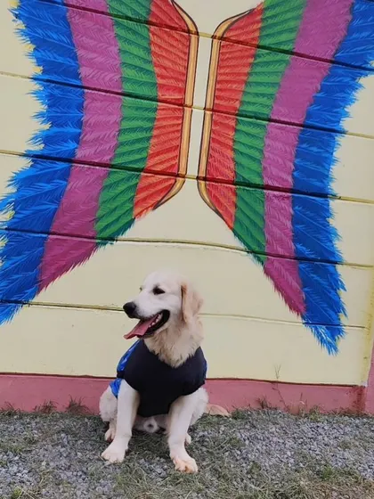 Another shot of this adorable puppy in front of our famous angel wings mural. A perfect photo opportunity.