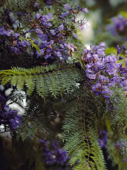 A close-up of the beautiful purple Jacaranda flowers found in Mussoorie. I always take time to notice the local flora when I travel.
