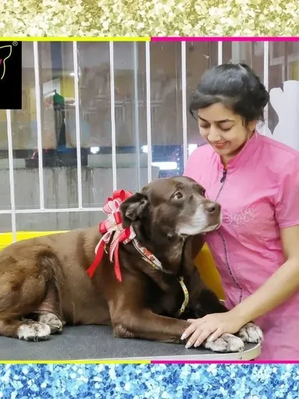 An understanding beyond words with Rocky the chocolate Lab. He's a senior dog who trusts me completely during his spa sessions.