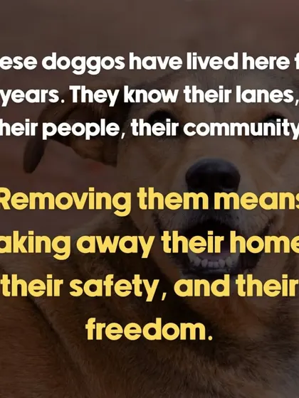 Removing community dogs from the only home they've ever known is taking away their safety and freedom. This was a key message in our advocacy against the mass removal of street dogs.