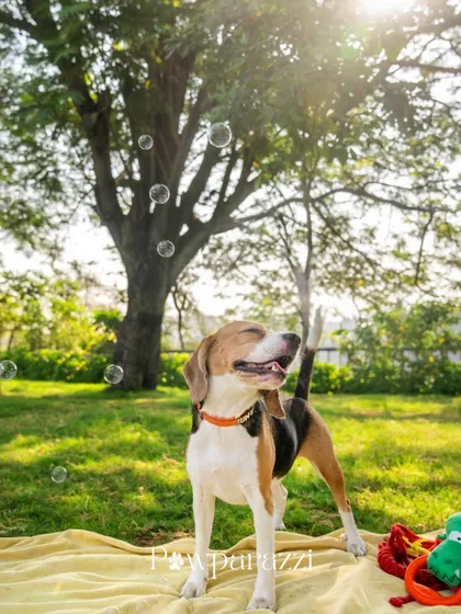 June the Beagle enjoying a moment with some bubbles in the park. It's a simple trick that always brings out a dog's playful side.