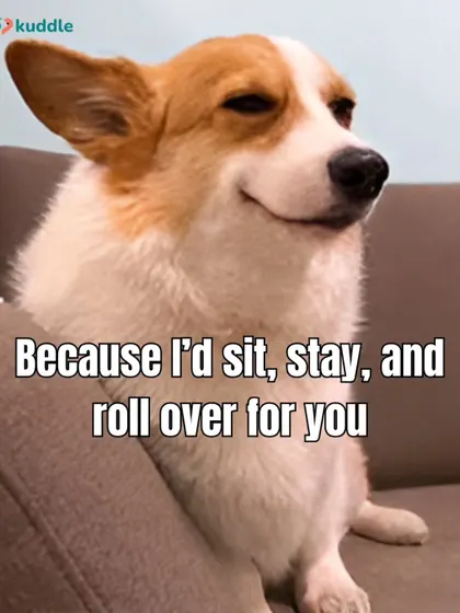A pickup line that works for both your partner and your pet: "Because I'd sit, stay, and roll over for you." This corgi knows the way to the heart.