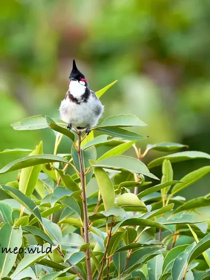 A quieter moment with the Red-whiskered Bulbul. Here it sits calmly, looking like a tiny king surveying its leafy kingdom.