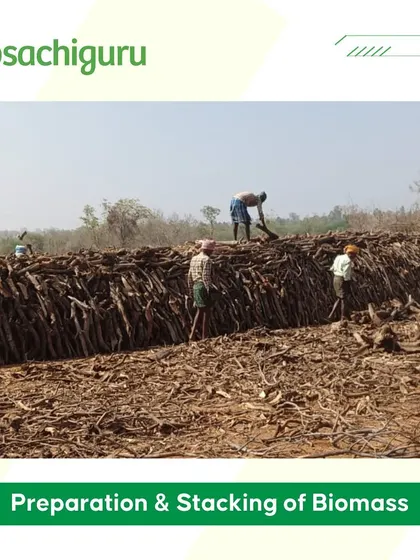 Preparing and stacking the collected biomass before it's converted into biochar. This is a crucial step in creating a high-quality, carbon-rich soil enhancer.