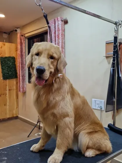 Goldie the Golden Retriever, sitting patiently for her photo. I love the variety of personalities I get to meet every day.