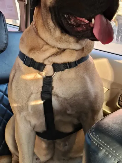 Another shot of a happy Bullmastiff passenger. Their safety and comfort are my main concerns.