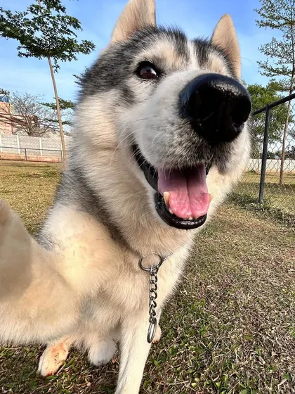 A classic "boop the snoot" selfie. This happy husky is ready for his close-up.