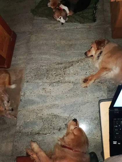 My typical work-from-home setup, surrounded by sleeping dogs. I am with the pack 24/7, ensuring they are always supervised, safe, and loved.