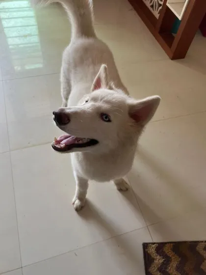 A happy, upward glance from Vegas in his forever home. Having another dog in the house is often a bonus for social pups like him.