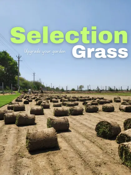 Our Selection Grass is perfect for upgrading any garden. This image shows the quality and quantity we offer.