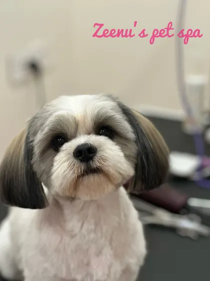 Fizzy the Shih Tzu shows off a perfectly rounded face cut. This technique highlights their sweet expressions while keeping the fur around their eyes and mouth clean.