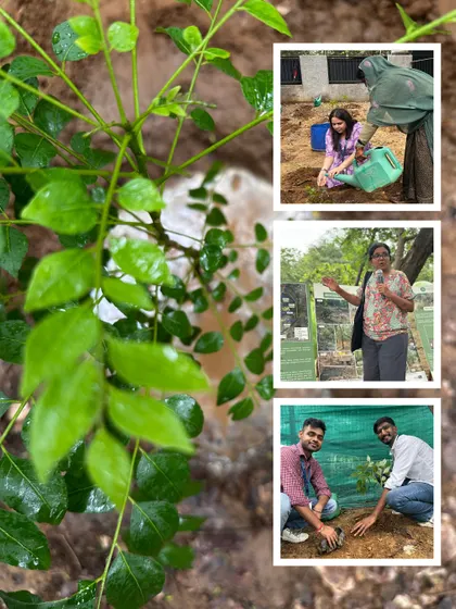 A close-up of a freshly watered native sapling, with inset photos of Genpact volunteers planting and our expert explaining the importance of biodiversity.