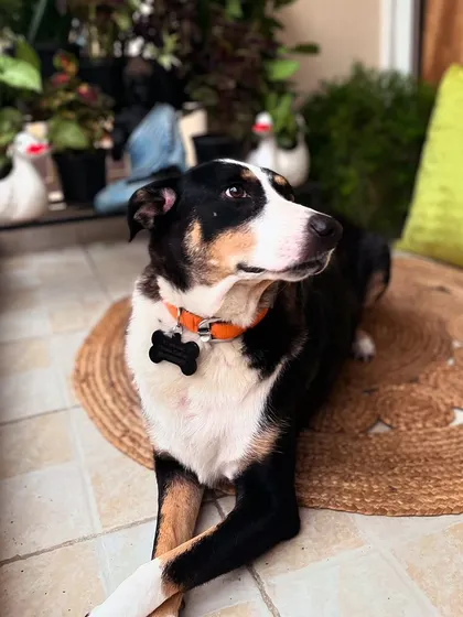 Here's Max again, enjoying the finished product. A successful makeover means creating a space that the whole family, including the four-legged members, loves to be in.