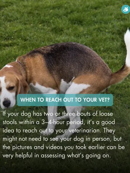 When should you call the vet for diarrhea? This guide suggests reaching out if your dog has two or three bouts of loose stools within a few hours. Photos and videos can be very helpful for the vet's assessment.