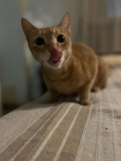 A little lick from Ginger. It takes time and patience to earn a cat's trust, and it's always worth it.