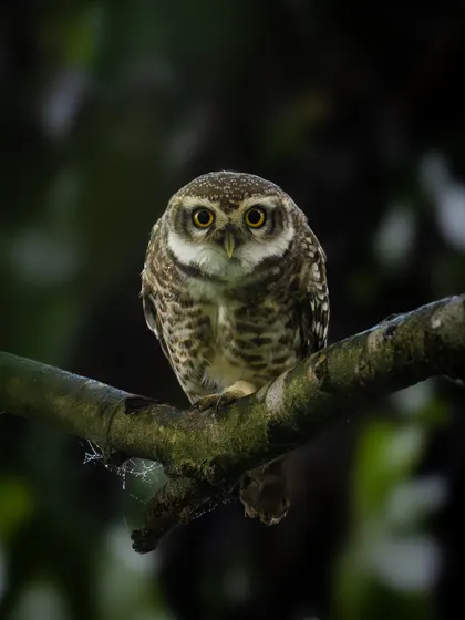 A Spotted Owlet perched on a branch in the dark. Its large, luminous eyes are its most prominent feature, perfectly adapted for nocturnal life. This shot required careful lighting to illuminate the bird without disturbing it.