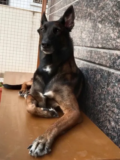 A Belgian Malinois posing like a boss. They are so intelligent and athletic.