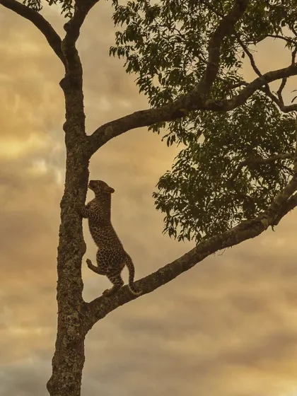 A young leopard cub, Lorian, effortlessly climbs a tree against a dramatic sunset sky. I teach my clients to expose for the sky in these low-light situations to capture the rich colors and create a silhouette.