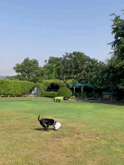 Even with a cone, this pup is having a great time. Our staff keeps a close eye on all pets to ensure they are safe and comfortable, even those with special needs.